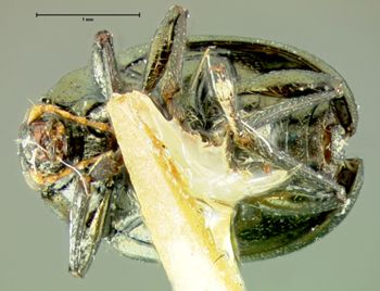 Media type: image;   Entomology 33865 Aspect: habitus ventral view